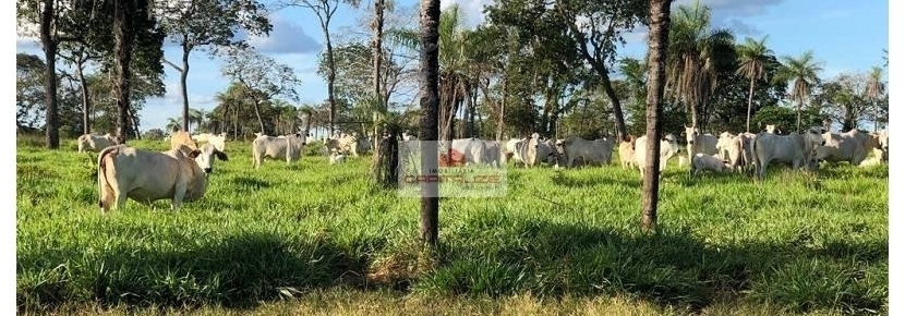 Fazenda com 2574 hectares, de pecuária, aberta em 