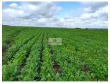 Fazenda com 900 hectares, pr?pria para soja, abert