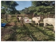 Sitio com 20 hectares, distante 70 km do balão da