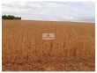Fazenda com 17000 hectares, 8300 hectares abertos