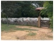 Fazenda com 600 hectares, com 400 hectares de capi