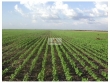  Fazenda com 1120 hectares, terra bruta, dupla apt