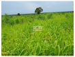Fazenda com 2.370 hectares, dupla aptidão, com 450
