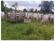 Fazenda com 3.400 hectares, com 500 hectares abert