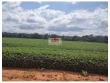 Fazenda na região de Balsas-MA, com 30 mil hectare