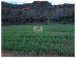 Fazenda com 11.000 hectares, dupla aptidão, com 55