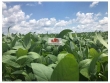 Fazenda com 3.500 hectares, 750 hectares em planta