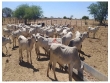 Fazenda com 31.000 hectares, 2.500 gados bovinos n